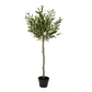 Olive tree oliver leaves in pot H120cm D45cm